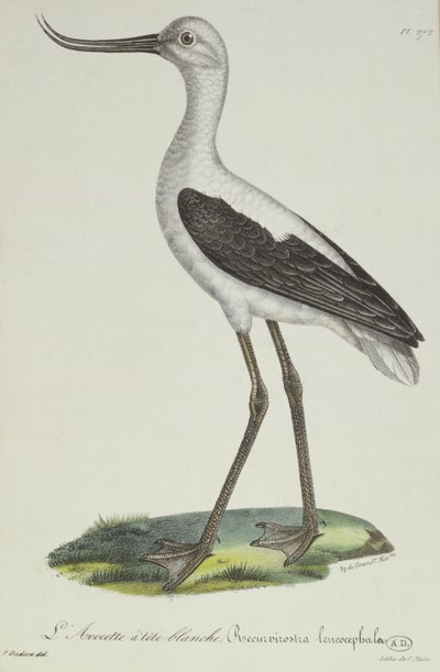 Hvidhovedet Avocet, begyndelsen af det 19. århundrede (farvegravering) af Paul Louis Oudart
