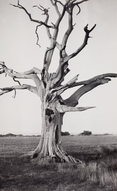 Dødt træ, Romney Marsh af Paul Nash