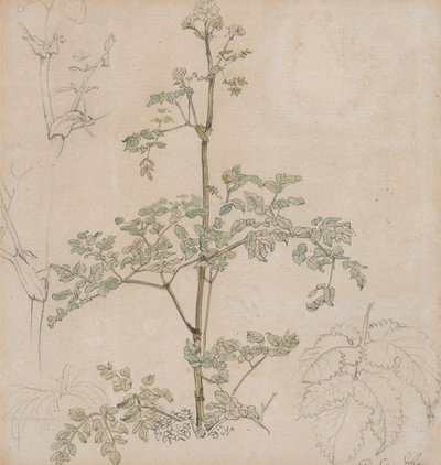 Studie af hundekørvel af Paul Sandby