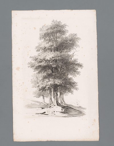 Gruppe med fem træer Principper for landskaber (serietitel) Principles de paysages (serietitel) af Paulus Lauters
