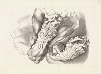 Anatomiske undersøgelser af våben Tegnebogen af ​​Peter Paul Rubens (serietitel) af Paulus Pontius