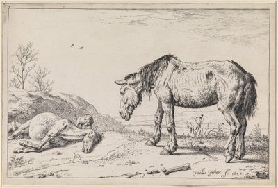  af Paulus Potter