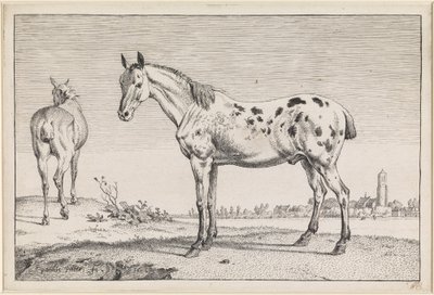  af Paulus Potter