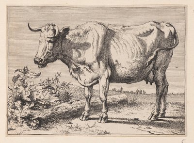 Koen med det krøllede horn, fra forskellige okser og køer af Paulus Potter