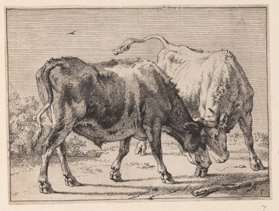 To okser i kamp, fra Various Oxen and Cows af Paulus Potter