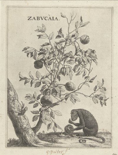 Zabucaiaboom en een aap Zabvcàia (titel på objekt) af Paulus Potter