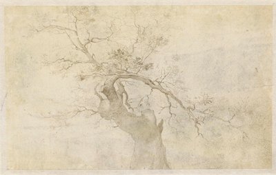 Studie af et knudret træ af Paulus Willemsz. van Vianen