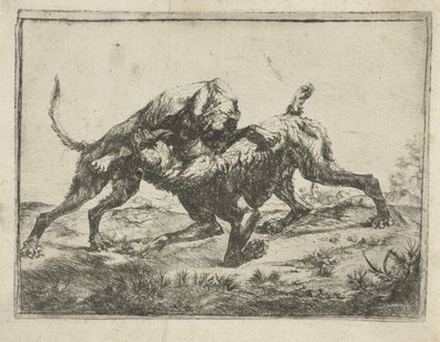 kamphunde af Pauwels van Hillegaert