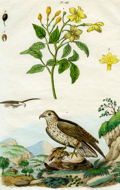 Jasmin og korttået ørn, 1700- eller 1800-tallet. af Pedretti