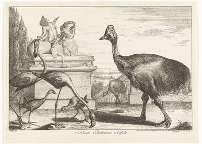 Kasuarer, lilla hønsehøne og flamingoer 1. Bleuets 2 Becharoux 3. Casuels (titel på objekt) Fugle fra menageriet i Versailles (serietitel) af Peeter Boel (attributed to)
