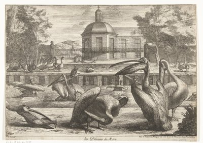pelikaner des Pelicans de Mere (titel på objekt) Fugle fra menageriet i Versailles (serietitel) af Peeter Boel (attributed to)