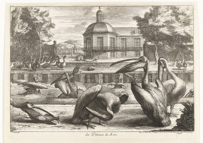 pelikaner des Pelicans de Mere (titel på objekt) Fugle fra menageriet i Versailles (serietitel) af Peeter Boel (attributed to)