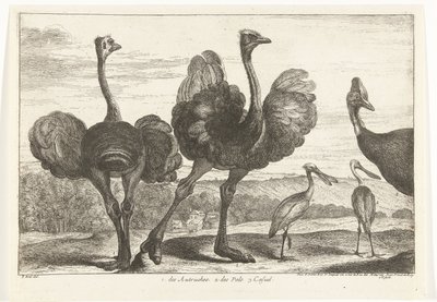 Strudse, Kasuar og Skestork 1. Autrukerne. 2. des Pals. c. afslappet Fugle fra menageriet i Versailles (serietitel) af Peeter Boel (attributed to)