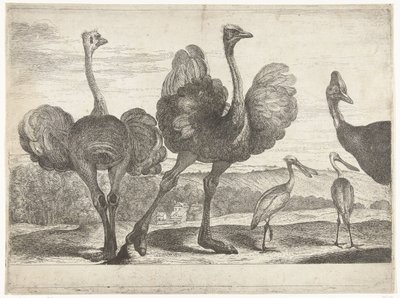 Strudse, Kasuar og Skestork Fugle fra menageriet i Versailles (serietitel) af Peeter Boel (attributed to)