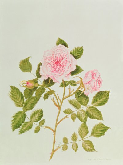 Rosa var: Gertrude Jekyll (akvarel) af Peggy Wyatt