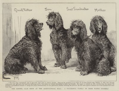 Kennel Club Show i Agricultural Hall, en succesfuld familie af irske vand-spaniels af Percy Macquoid