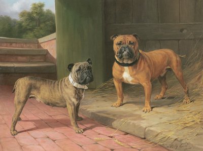En Red Bulldog og Brindle Bulldog ved en Lad (olie på lærred) af Percy Thomas Earl