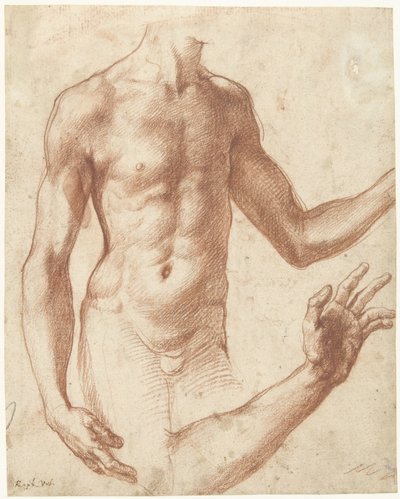 Studie af en torso Studie af en ung mands torso af Perino del Vaga