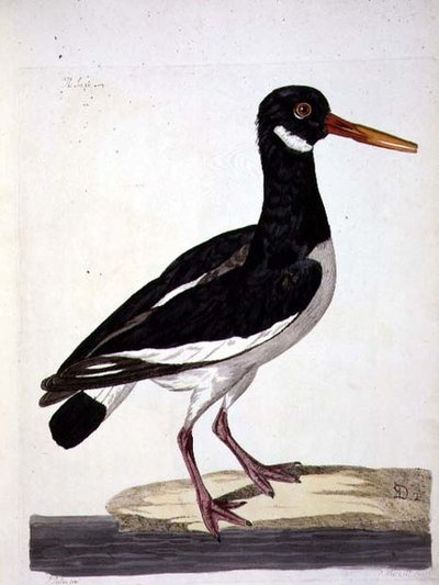 Sea Pie eller Oystercatcher (Haematopus ostralegus) pladen fra 