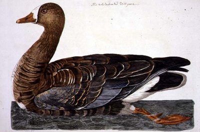 The White-Fronted Goose (Anser albifrons) plade fra 