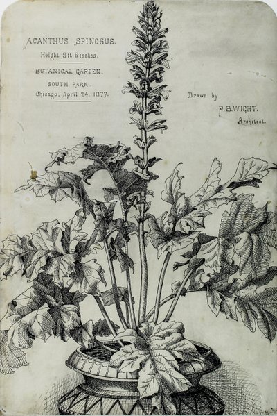 Acanthus Spinosus, Præsentationstegninger af Peter Bonnett Wight