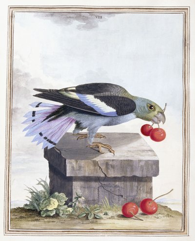 Plate VIIIdani af Peter Brown