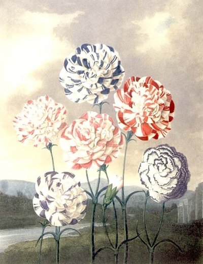 En gruppe nelliker: Dianthus caryophyllus, indgraveret af Caldwall, fra Thorntons "Temple of Flora" af Peter Charles (after) Henderson