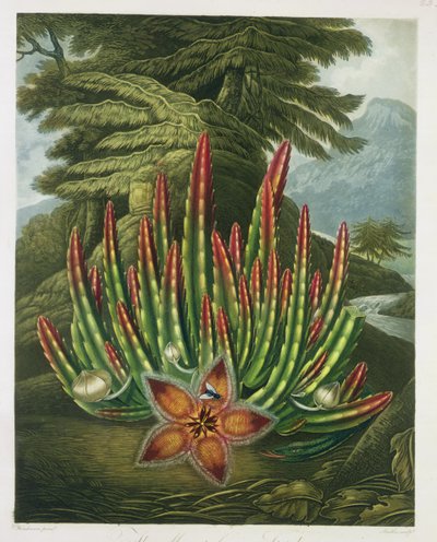 Den maddikebærende Stapelia, indgraveret af Stadler, fra 