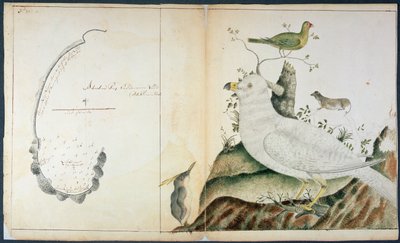 Kort over Adventure Bay, Van Diemens Land, ca. 1773 (akvarel på papir) af Peter Fannin