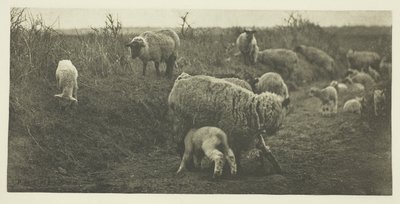 A Pastoral March (Suffolk) af Peter Henry Emerson
