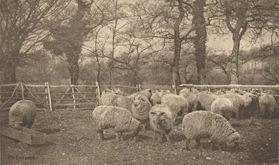  af Peter Henry Emerson