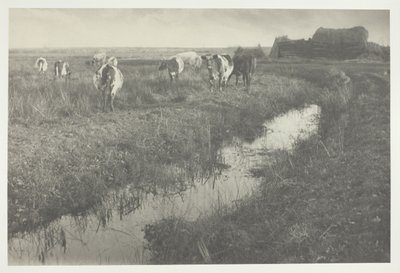 Kvæg på marsken af Peter Henry Emerson