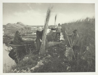 I løbet af rørhøsten af Peter Henry Emerson