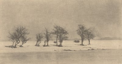 knudrede tornetræer, ca. 1890, trykt ca. 1895. af Peter Henry Emerson
