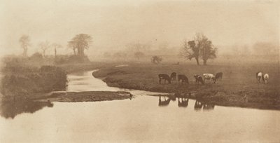 Får på marsken [Landskab med kvæg] af Peter Henry Emerson