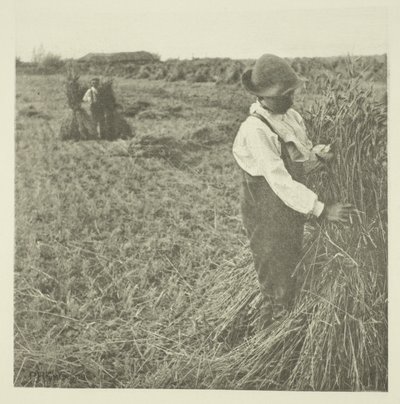 Shocking Corn (Norfolk) af Peter Henry Emerson