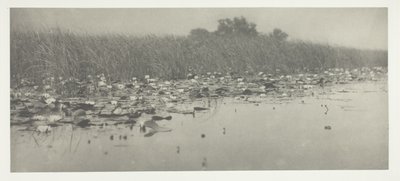 Vandliljer af Peter Henry Emerson