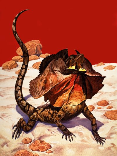 Frilled Lizard (gouache på papir) af Peter Jackson