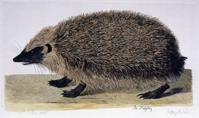 Pindsvinet, 1761-1766 af Peter Paillou