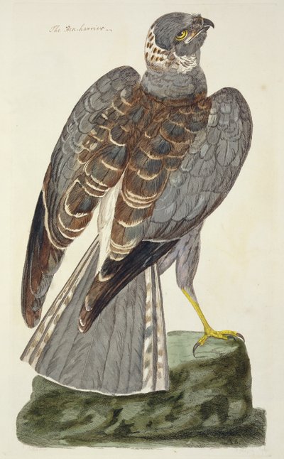 Hønsehøgen (Circus cyaneus) pladen fra 