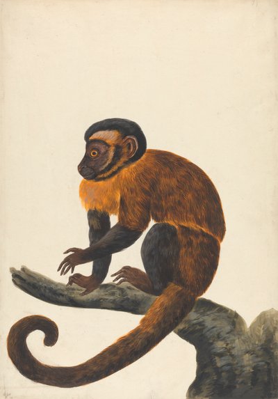 En kapuciner af Peter Paillou the younger