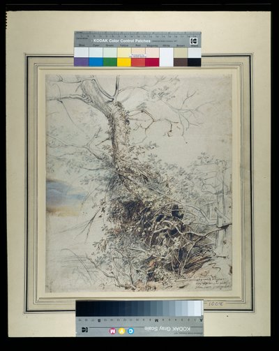Et døende træ, dets stamme dækket af torne, ved siden af et hegn, ca. 1618-20 (pen & blæk over kridt med vask på papir) af Peter Paul Rubens