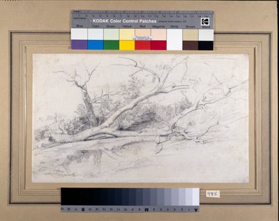 Et væltet træ liggende ved en pool, ca. 1630 (sort og rød kridt med vask på papir) af Peter Paul Rubens