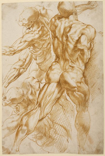 Anatomiske undersøgelser af Peter Paul Rubens
