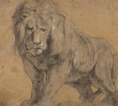 Løve, ca. 1612-13 (sort kridt på papir) af Peter Paul Rubens