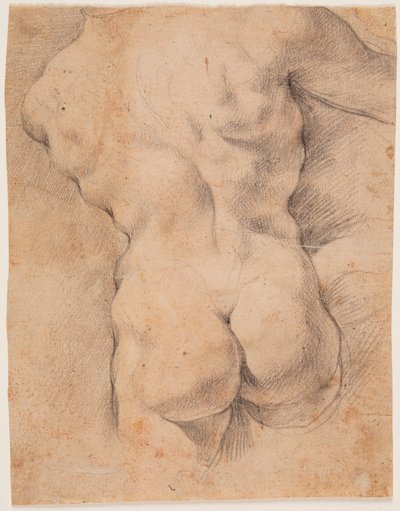 Mandlig torso set bagfra af Peter Paul Rubens