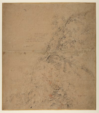 Undersøgelse af sorttorn med brambær og andre planter, 1620 ca af Peter Paul Rubens
