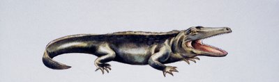 Cyclotosaurus sp, Mastodonsauridae, sen trias, kunstværk af Peter Ross
(foto) af Peter Ross