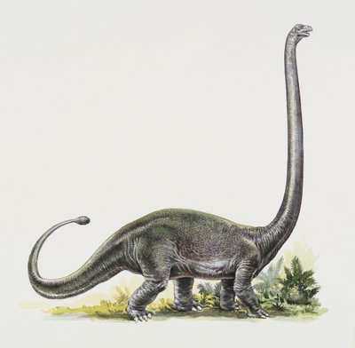 Sideprofil af en omeisaurus
(foto) af Peter Ross