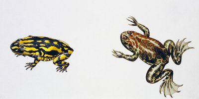 Triadobatrachus massinoti og Palaeobatrachus sp, kunstværk af Peter Ross
(foto) af Peter Ross